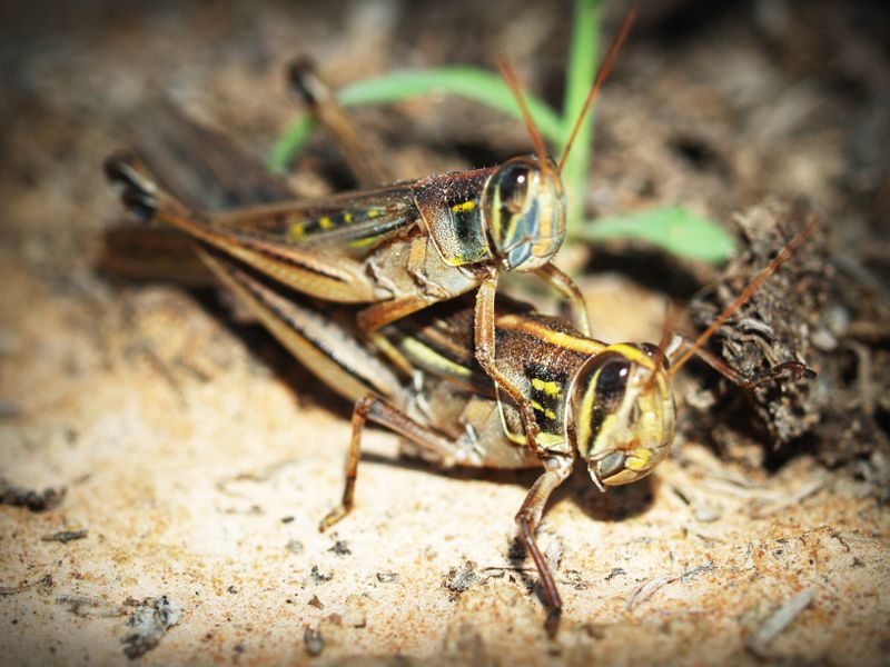 Elevage de grillons | Crédit photo : Insectescomestibles.fr