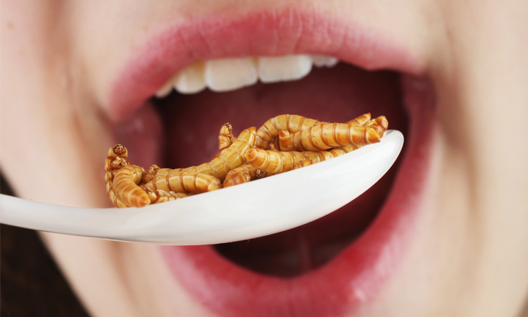 manger-insectes